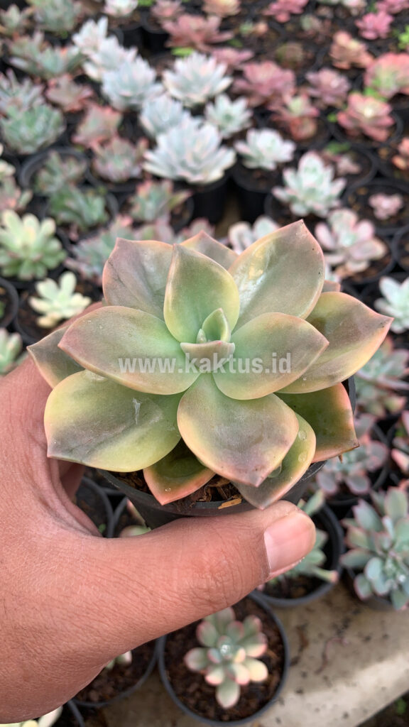 kaktus.id