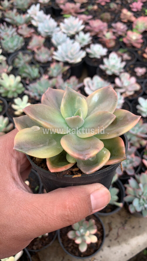 Graptoveria Albert Baynes Variegated, real gallery image #4 plants. Picture taken directly from kaktus.id community Graptoveria farmer green houses.