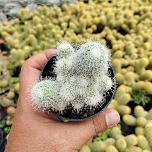 Mammillaria Geminispina, real gallery image #1 plants. Picture taken directly from kaktus.id community Mammillaria farmer green houses.