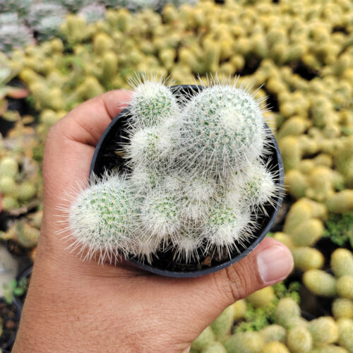 Mammillaria Geminispina, real gallery image #2 plants. Picture taken directly from kaktus.id community Mammillaria farmer green houses.
