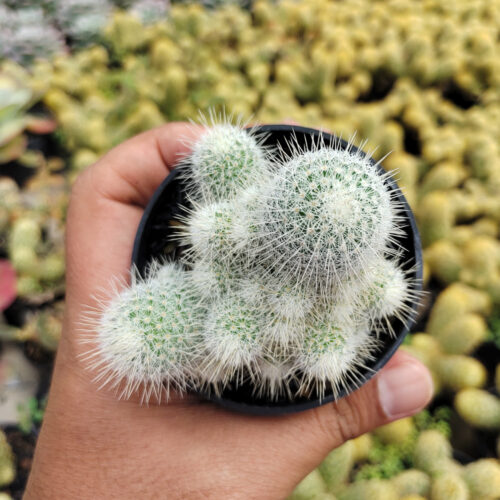 Mammillaria Geminispina, real gallery image #3 plants. Picture taken directly from kaktus.id community Mammillaria farmer green houses.