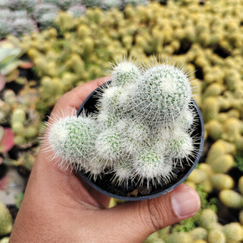 Mammillaria Geminispina, real gallery image #4 plants. Picture taken directly from kaktus.id community Mammillaria farmer green houses.