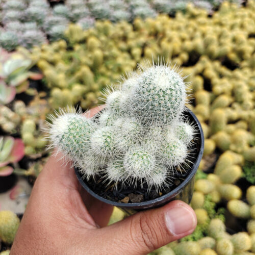 Mammillaria Geminispina, real gallery image #5 plants. Picture taken directly from kaktus.id community Mammillaria farmer green houses.