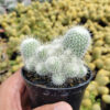 Mammillaria Geminispina, real gallery image #6 plants. Picture taken directly from kaktus.id community Mammillaria farmer green houses.