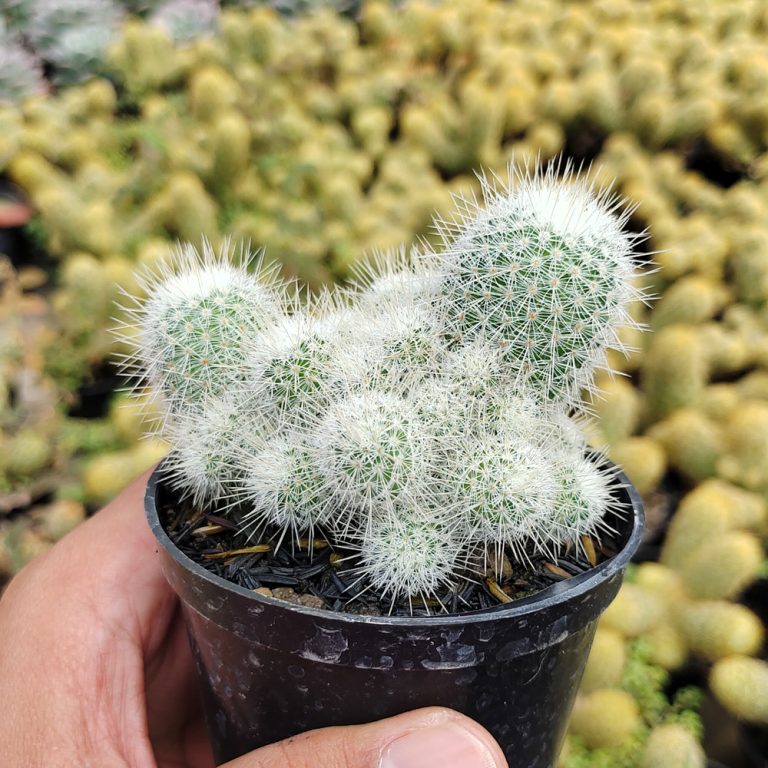 549. Mammillaria Geminispina ( Appendix II – Special Permit Needed* )