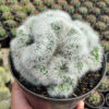 Mammillaria Bocasana Cristata Size 17 Cm, real gallery image #2 plants. Picture taken directly from kaktus.id community Mammillaria farmer green houses.