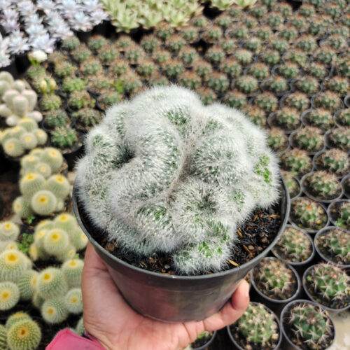 Mammillaria Bocasana Cristata Size 17 Cm, real gallery image #3 plants. Picture taken directly from kaktus.id community Mammillaria farmer green houses.