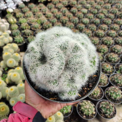 Mammillaria Bocasana Cristata Size 17 Cm, real gallery image #4 plants. Picture taken directly from kaktus.id community Mammillaria farmer green houses.
