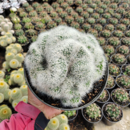 Mammillaria Bocasana Cristata Size 17 Cm, real gallery image #5 plants. Picture taken directly from kaktus.id community Mammillaria farmer green houses.