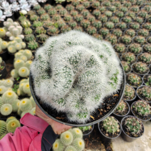 Mammillaria Bocasana Cristata Size 17 Cm, real gallery image #1 plants. Picture taken directly from kaktus.id community Mammillaria farmer green houses.