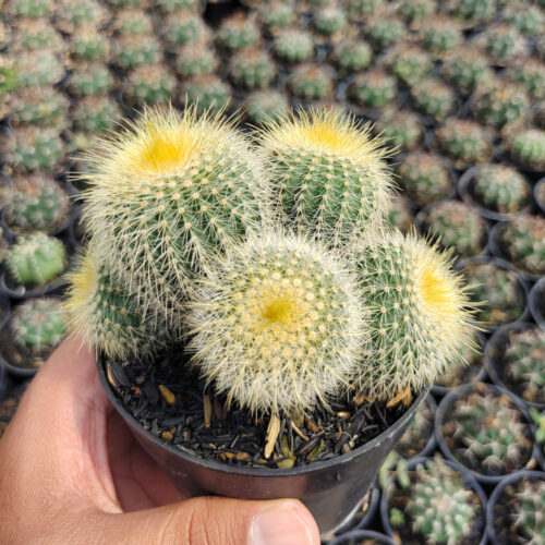 Parodia Leninghausii Cluster, real gallery image #1 plants. Picture taken directly from kaktus.id community Parodia farmer green houses.