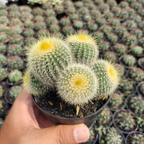 Parodia Leninghausii Cluster, real gallery image #2 plants. Picture taken directly from kaktus.id community Parodia farmer green houses.