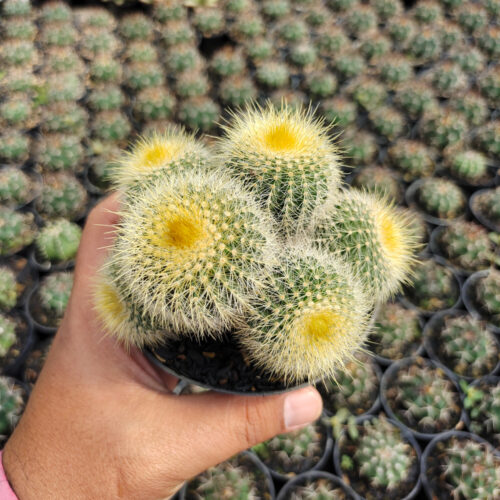 Parodia Leninghausii Cluster, real gallery image #3 plants. Picture taken directly from kaktus.id community Parodia farmer green houses.