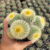 Parodia Leninghausii Cluster, real gallery image #4 plants. Picture taken directly from kaktus.id community Parodia farmer green houses.