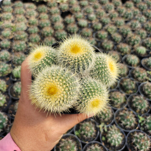 Parodia Leninghausii Cluster, real gallery image #5 plants. Picture taken directly from kaktus.id community Parodia farmer green houses.