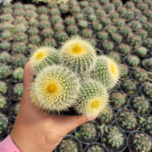 Parodia Leninghausii Cluster, real gallery image #6 plants. Picture taken directly from kaktus.id community Parodia farmer green houses.