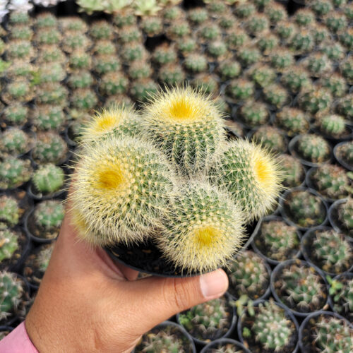 Parodia Leninghausii Cluster, real gallery image #7 plants. Picture taken directly from kaktus.id community Parodia farmer green houses.