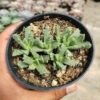 Stomatium Mustellinum, real gallery image #1 plants. Picture taken directly from kaktus.id community Stomatium farmer green houses.