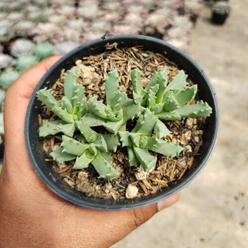 Stomatium Mustellinum, real gallery image #2 plants. Picture taken directly from kaktus.id community Stomatium farmer green houses.