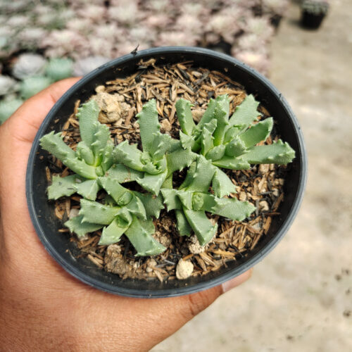 Stomatium Mustellinum, real gallery image #3 plants. Picture taken directly from kaktus.id community Stomatium farmer green houses.