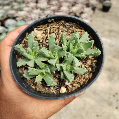 Stomatium Mustellinum, real gallery image #4 plants. Picture taken directly from kaktus.id community Stomatium farmer green houses.
