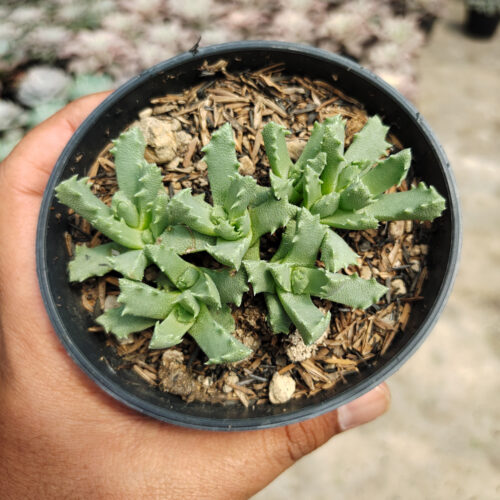 Stomatium Mustellinum, real gallery image #5 plants. Picture taken directly from kaktus.id community Stomatium farmer green houses.