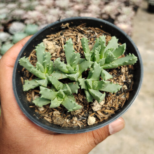 Stomatium Mustellinum, real gallery image #6 plants. Picture taken directly from kaktus.id community Stomatium farmer green houses.