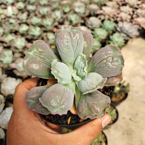 Echeveria Linguas, real gallery image #2 plants. Picture taken directly from kaktus.id community Echeveria farmer green houses.