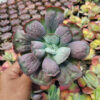 Echeveria Linguas, real gallery image #5 plants. Picture taken directly from kaktus.id community Echeveria farmer green houses.