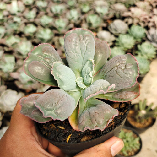Echeveria Linguas, real gallery image #4 plants. Picture taken directly from kaktus.id community Echeveria farmer green houses.