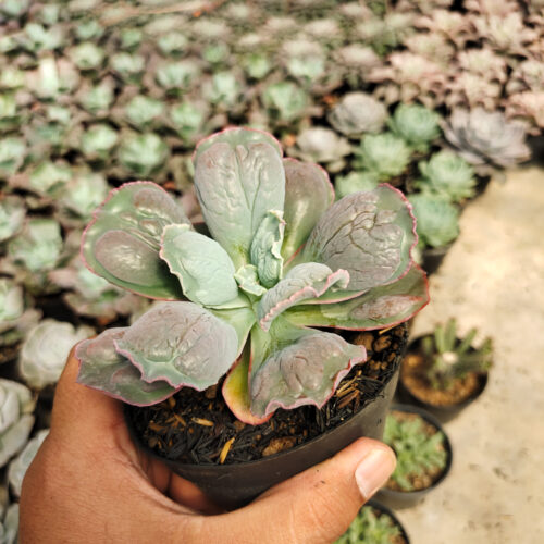 Echeveria Linguas, real gallery image #6 plants. Picture taken directly from kaktus.id community Echeveria farmer green houses.