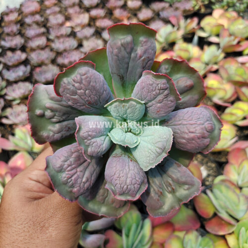 Echeveria Linguas, real gallery image #3 plants. Picture taken directly from kaktus.id community Echeveria farmer green houses.