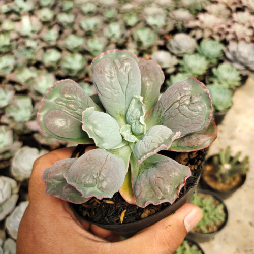 Echeveria Linguas, real gallery image #8 plants. Picture taken directly from kaktus.id community Echeveria farmer green houses.