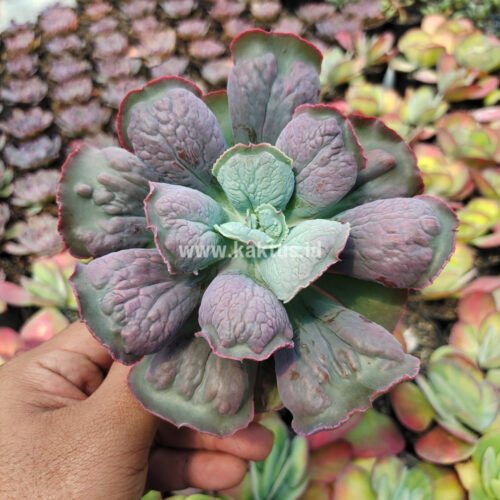 Echeveria Linguas, real gallery image #10 plants. Picture taken directly from kaktus.id community Echeveria farmer green houses.