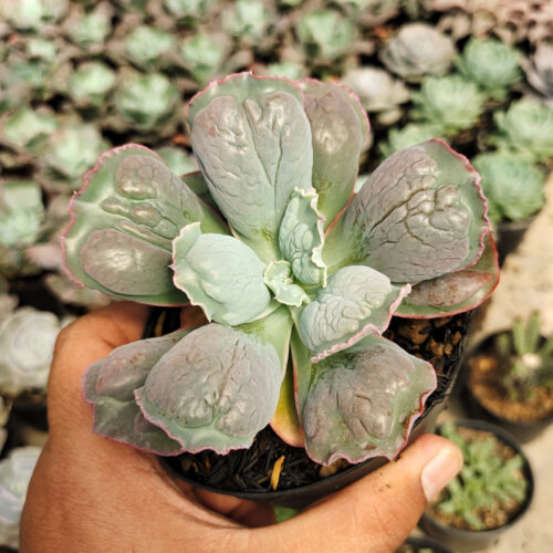 Echeveria Linguas, real gallery image #9 plants. Picture taken directly from kaktus.id community Echeveria farmer green houses.