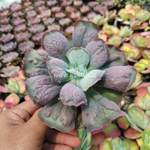 Echeveria Linguas, real gallery image #7 plants. Picture taken directly from kaktus.id community Echeveria farmer green houses.