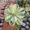 Agave Potatorum CV. Kichijokan Aurea Variegated, real gallery image #4 plants. Picture taken directly from kaktus.id community Agave farmer green houses.