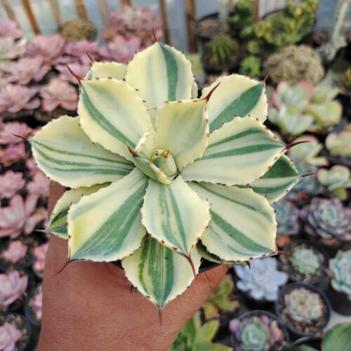 Agave Potatorum CV. Kichijokan Aurea Variegated, real gallery image #6 plants. Picture taken directly from kaktus.id community Agave farmer green houses.