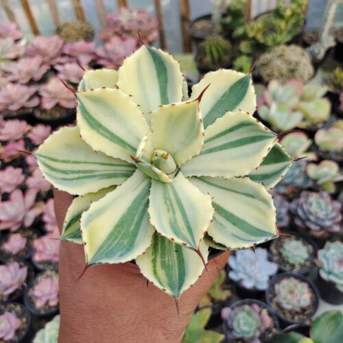 Agave Potatorum CV. Kichijokan Aurea Variegated, real gallery image #8 plants. Picture taken directly from kaktus.id community Agave farmer green houses.