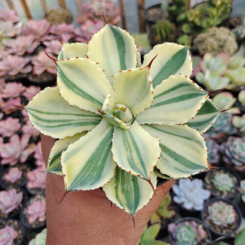 Agave Potatorum CV. Kichijokan Aurea Variegated, real gallery image #1 plants. Picture taken directly from kaktus.id community Agave farmer green houses.