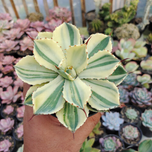 Agave Potatorum CV. Kichijokan Aurea Variegated, real gallery image #10 plants. Picture taken directly from kaktus.id community Agave farmer green houses.