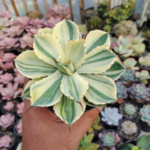 Agave Potatorum CV. Kichijokan Aurea Variegated, real gallery image #11 plants. Picture taken directly from kaktus.id community Agave farmer green houses.