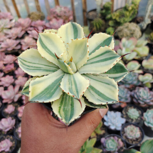 Agave Potatorum CV. Kichijokan Aurea Variegated, real gallery image #12 plants. Picture taken directly from kaktus.id community Agave farmer green houses.