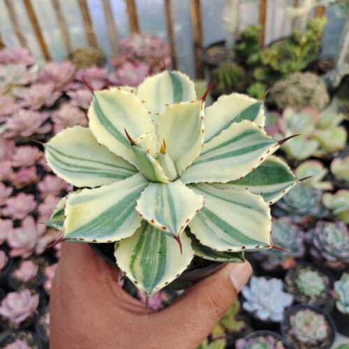 Agave Potatorum CV. Kichijokan Aurea Variegated, real gallery image #2 plants. Picture taken directly from kaktus.id community Agave farmer green houses.