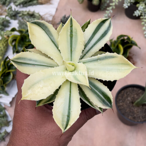 Agave Potatorum CV. Kichijokan Aurea Variegated, real gallery image #5 plants. Picture taken directly from kaktus.id community Agave farmer green houses.