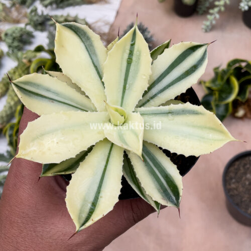 Agave Potatorum CV. Kichijokan Aurea Variegated, real gallery image #3 plants. Picture taken directly from kaktus.id community Agave farmer green houses.