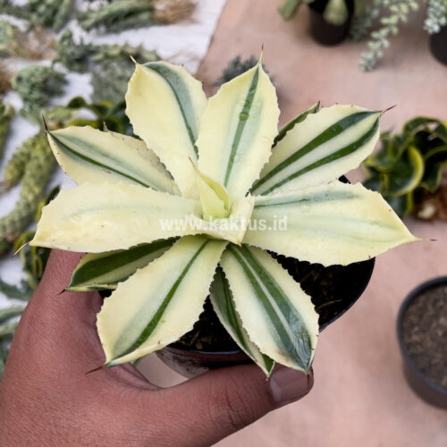 Agave Potatorum CV. Kichijokan Aurea Variegated, real gallery image #7 plants. Picture taken directly from kaktus.id community Agave farmer green houses.