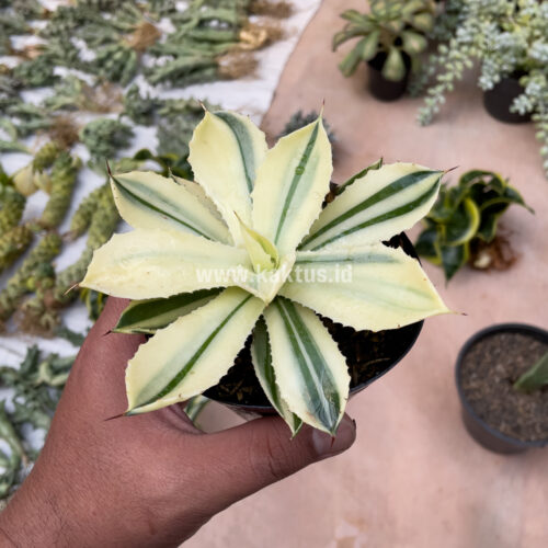 Agave Potatorum CV. Kichijokan Aurea Variegated, real gallery image #9 plants. Picture taken directly from kaktus.id community Agave farmer green houses.