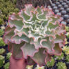 Echeveria Shaviana Size 25 Cm, real gallery image #2 plants. Picture taken directly from kaktus.id community Echeveria farmer green houses.