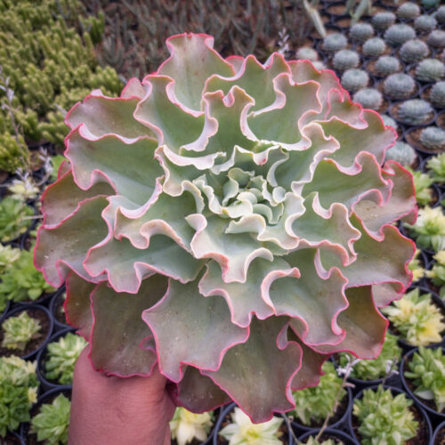 Echeveria Shaviana Size 25 Cm, real gallery image #3 plants. Picture taken directly from kaktus.id community Echeveria farmer green houses.
